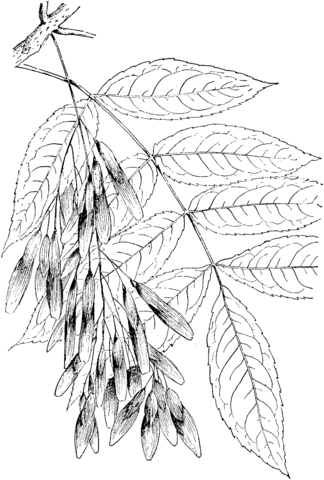 Green Ash Or Red Ash Tree Coloring Page